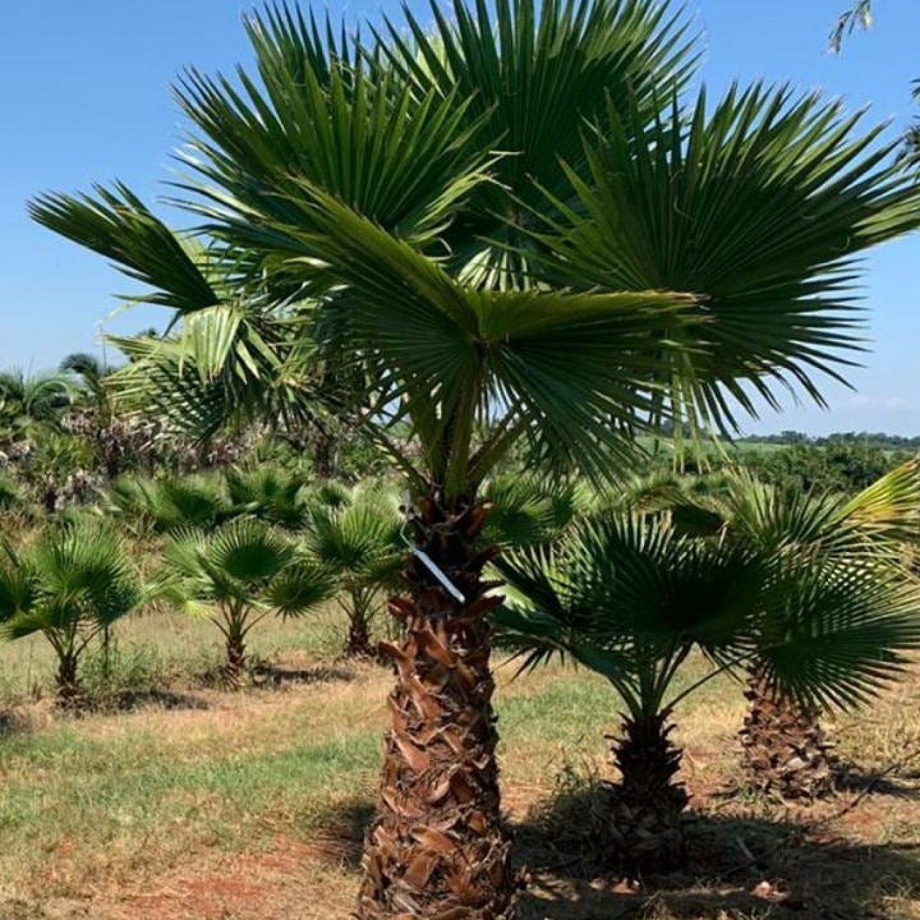 Obrázok Palma vláknitá (Washingtonia robusta) – výška kmeňa 80-90 cm, celková výška 200-220 cm (-4°C)